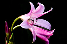 Purple Lily Crinum Flower