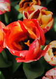 Fototapeta Tulipany - Close up of a red and yellow tulip