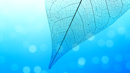  Macro Photography of a dry magnolia leaf on a blue background. Skeleton leaf texture.
