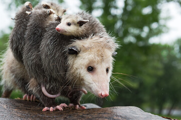 Wall Mural - virginia opossum (didelphis virginiana) with joeys looks out wearily summer