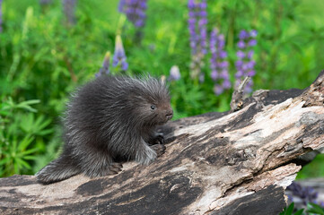Wall Mural - porcupette (erethizon dorsatum) sits on log facing right summer