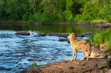 Grey Wolf (Canis Lupus) Looks Out Across River From Shore Summer