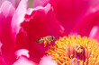 A honey bee in a Paeonia flower
