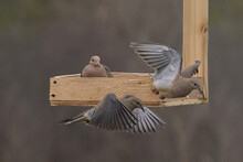 Three Mourning Doves, One Eating And Two Flying Off Of Tray Feeder