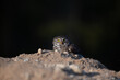 The Eurasian pygmy(Glaucidium passerinum)owl sits on the ground, dark green blurred background.