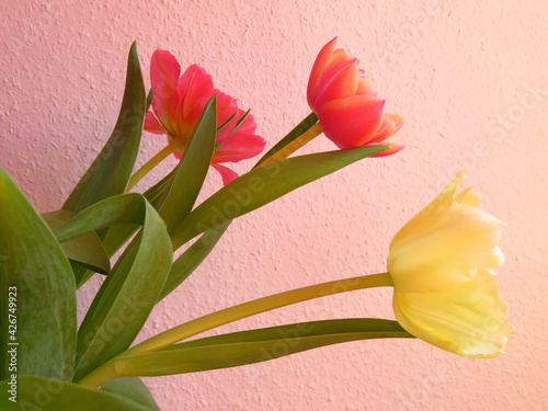 Obraz Dibond bouquet of tulips