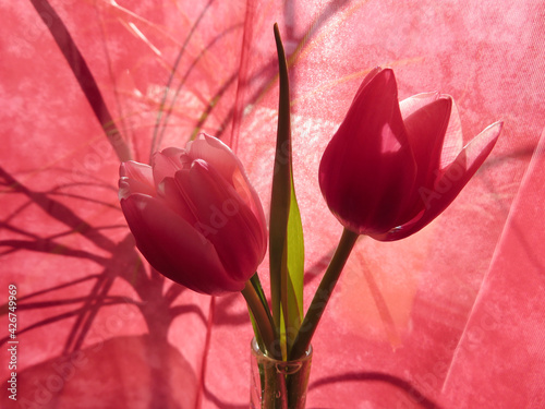 Obraz Dibond pink tulip on a red background