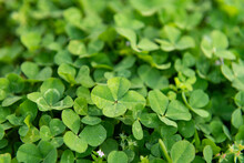 Four Leaf Clover Background With A Shallow Depth Of Field
