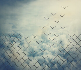 surreal and magical escape as metallic wire mesh transforming into flying birds above the clouds. ov
