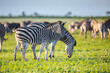 Common Zebras foraging bright colors