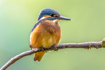 Wall Mural - European Kingfisher perched on stick