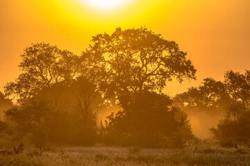 Sticker - Orange morning light on S100 Kruger