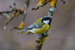Great tit (Parus major) sits on the branch , blur background