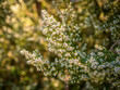 Detail of Erica arborea bushes flowers a in forest with blurred background