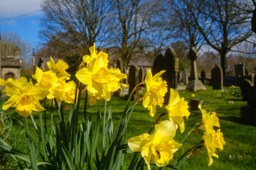 bright yellow sunny daffodils