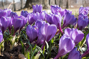 Wall Mural - violet crocuses bloom in early spring on old dry foliage