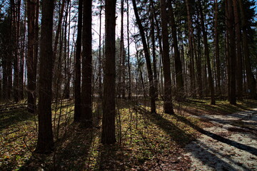 Wall Mural - Pre-sunset rays of the spring sun in a pine forest.