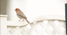Male House Finch With Red Head And Breast Feathers Sits Perched On Back Yard Fence. The Small Birds Long, Twittering Song Can Now Be Heard In Most Of The Neighborhoods Of Eastern North America