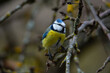 Blue tit (Parus caeruleus) sits on the branch , blur greenish background