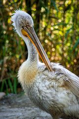 large white bird with a large long beak