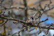 Tree Sparrow (Passer montanus) sits on the branch