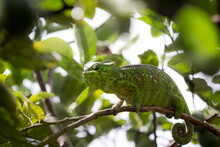Green Well-masked Chameleon Walking  On The Tree Branch In Madagascar