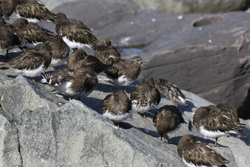 Wall Mural - Black Turnstones Resting on a Rock