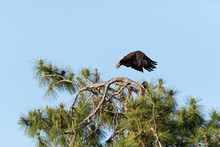 Broad Wings Help His Bald Eagle Haliaeetus Leucocephalus Take Off