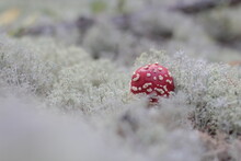 Red Fly Agaric Grows In White Moss