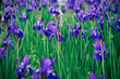 アヤメ, Iris sanguinea, 花, 植物, 紫, 自然, 緑, サマータイム, 庭, 草, 野原, 植える, 美しさ, 咲く