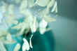 ルナリア, Lunaria, ドライフラワー, 植える, 花, 白, 緑, 美しい, 青, 自然, 葉, マクロ, 美しさ, アップ