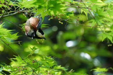 Canvas Print - varied tit in the forest