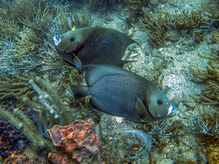 Wall Mural - Angelfish Pomacantus arcuatus in Tayrona National Natural Park