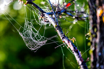 Spy net

