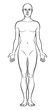 Model of the human body. Hand drawn gender-neutral figure on isolated background, front view, outline variant. Flat vector, EPS 8.