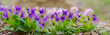 panoramic view of a Manchurian Violet in the early spring.. field of wild flowers	

