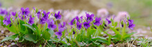 Panoramic View Of A Manchurian Violet In The Early Spring.. Field Of Wild Flowers	

