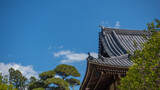 お寺に生える松と空の風景