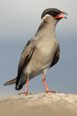 Canvas Print - Rock pratincole (Glareola nuchalis) sitting with open beak on a stone. A rare gray African water bird with an open red beak on a stone with a soft blue background.