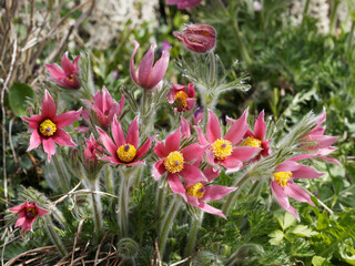 Poster - Pulsatilla vulgaris 'Rubra' | Anémones pulsatilles à fleurs rouge cramoisi couvertes de poils argentés, étamines jaune or dans un feuillage vert clair et soyeux