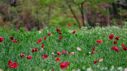 Wall Mural - Red poppy flowers blooming in the garden