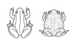 Frog outline. Abstract frog on white background. Toad