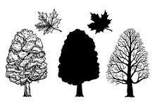 Winter And Summer Maple Trees. Branch And Leaf. Ink Sketch Isolated On White Background. Hand Drawn Vector Illustration. Retro Style. Canadian Symbol. Sketch Elements Set For Graphic And Web Design.