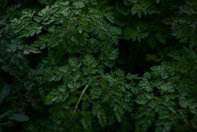 Green Wild Carrot Bush With Small Raindrops