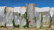 Close-up of a construction site fence made from old rusty corrugated metal sheets, plants crawling all over, against a blue sky, Philippines, Asia