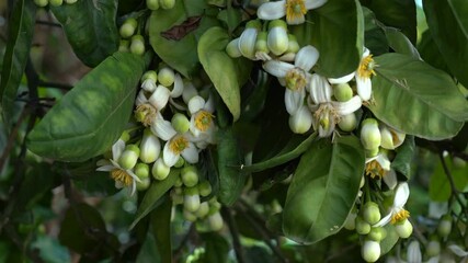 Wall Mural - Pomelo blossoms in the orchard