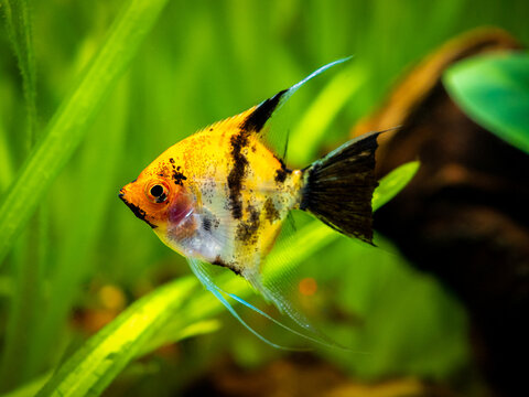 Koi Angelfish (Pterophyllum scalare) isolared in tank fish with blurred background