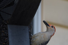 Red-Bellied Woodpecker At Bird Feeder