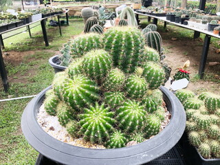 Collection of young cactus in pots. Cactus plants at the nursery. Potted cactus house plants . 