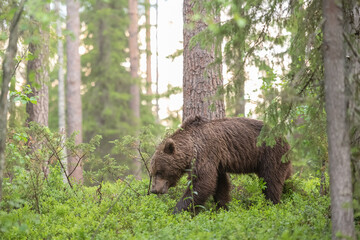 Wall Mural - brown bear walking in boreal forest in finland